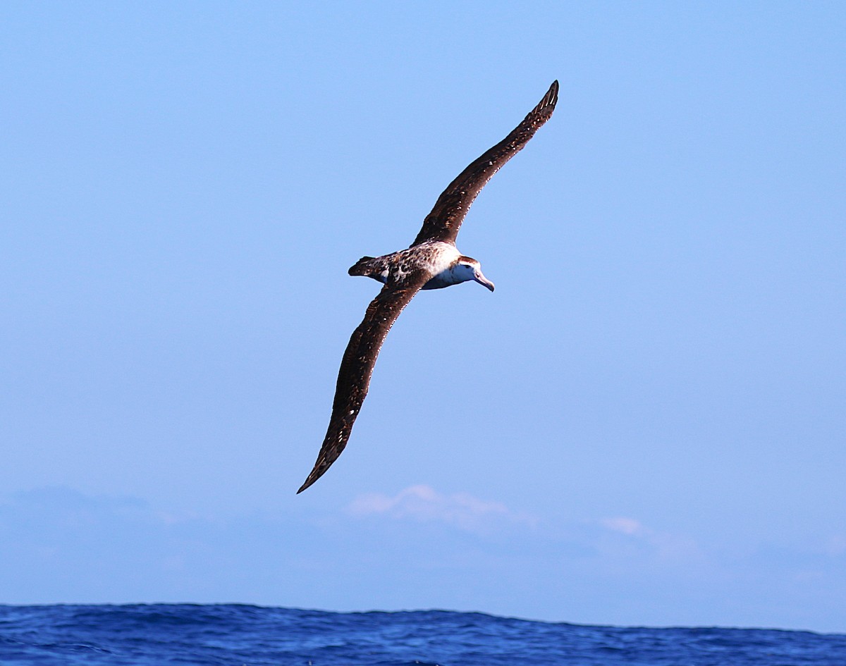 Antipodean Albatross (Gibson's) - ML645700827