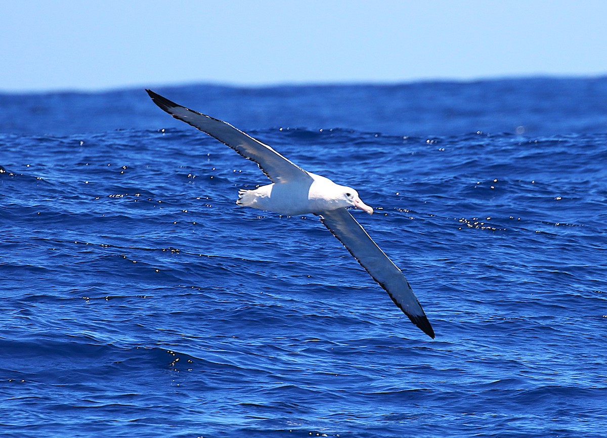 Antipodean Albatross (Gibson's) - ML645700828