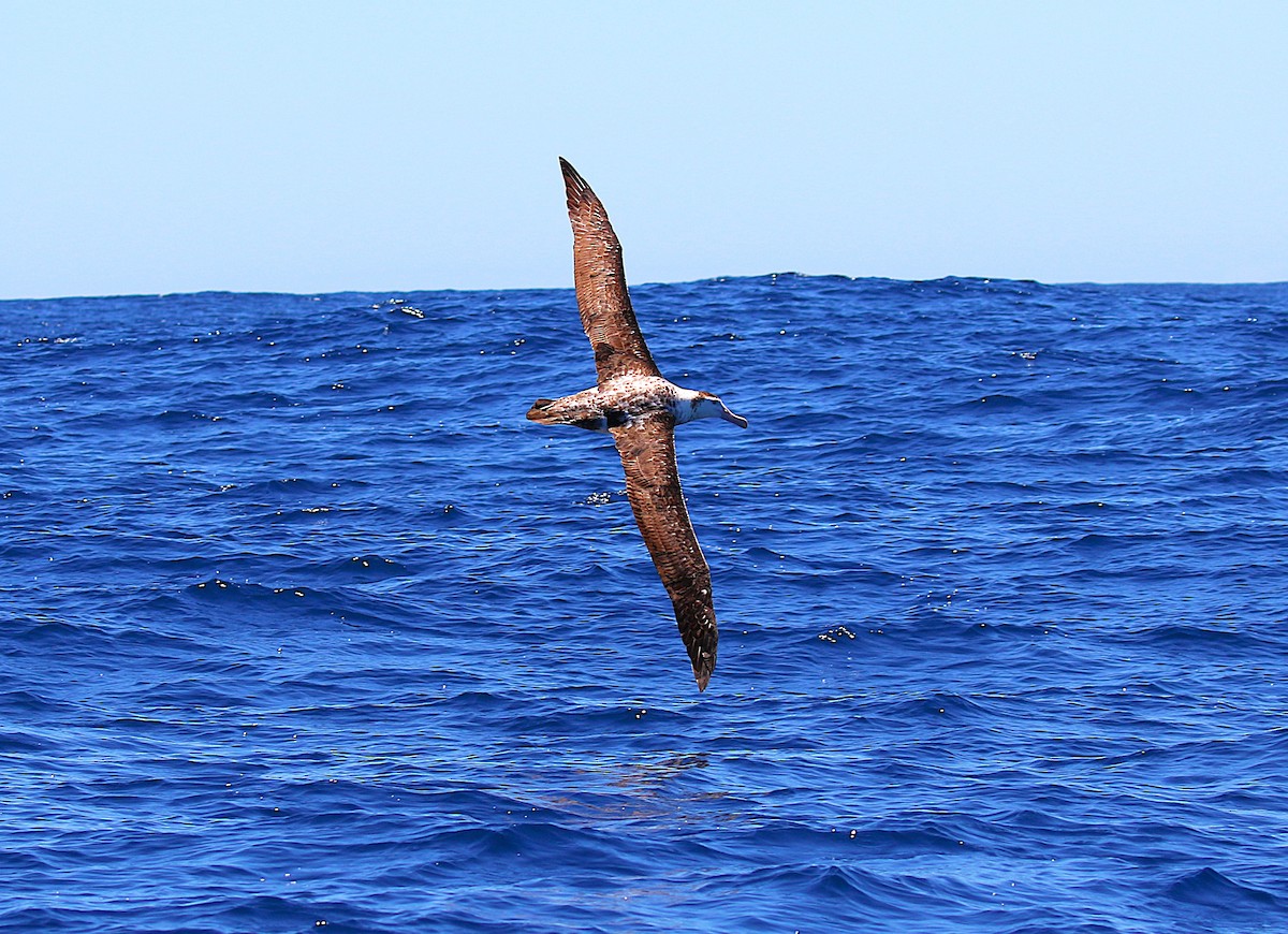 Antipodean Albatross (Gibson's) - ML645700829