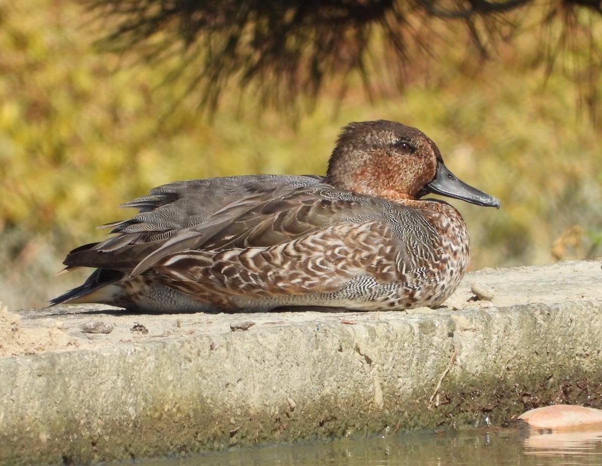 Green-winged Teal - ML645700831