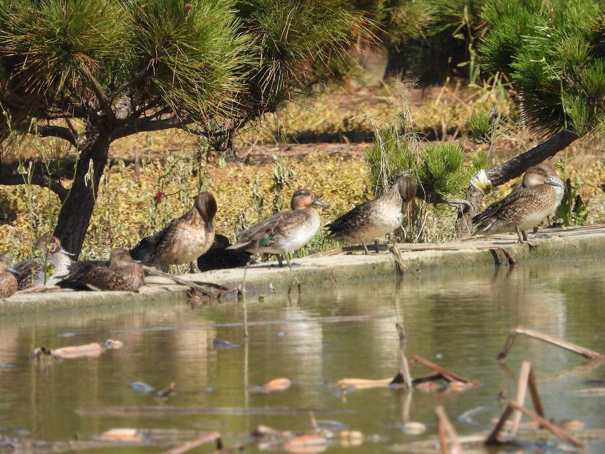 Green-winged Teal - ML645700832