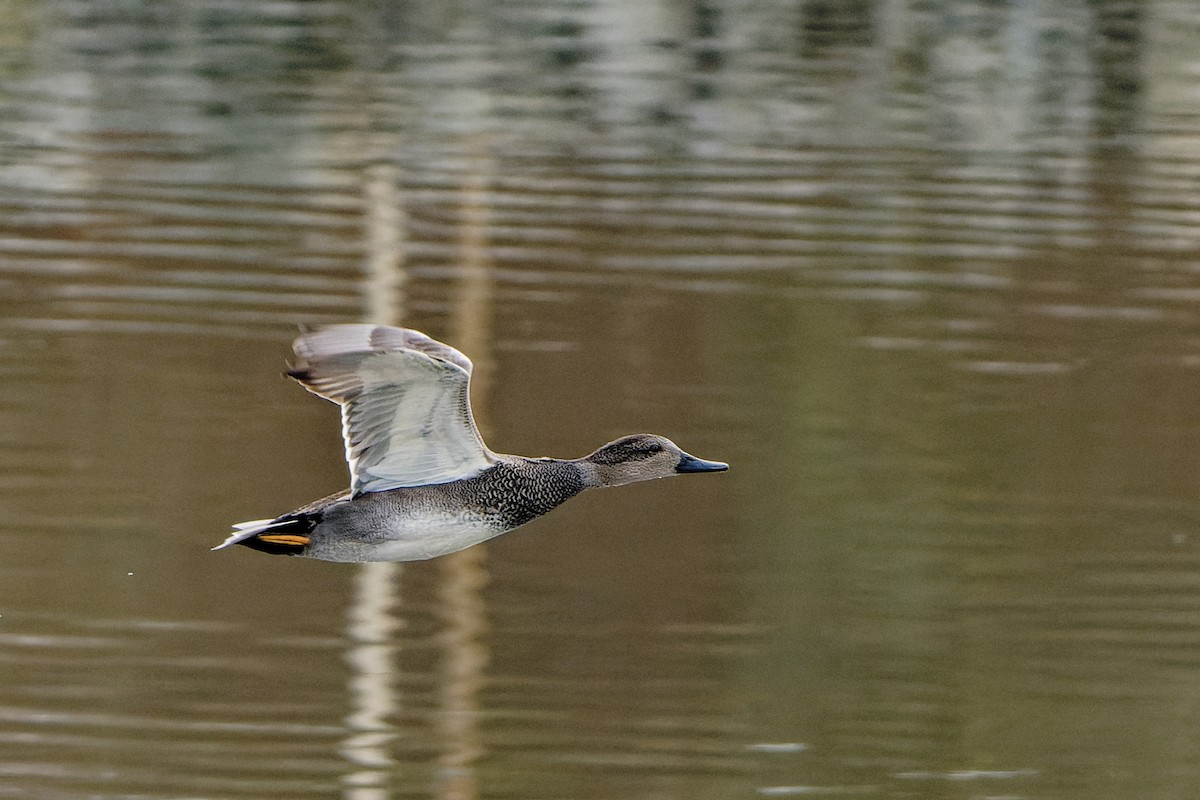 Gadwall - ML645700833