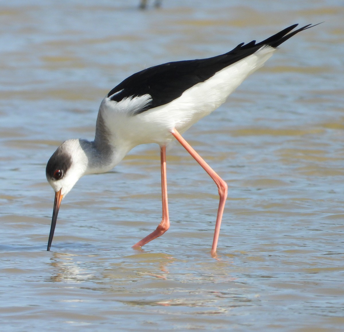 Black-winged Stilt - ML645700834