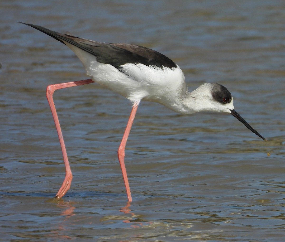 Black-winged Stilt - ML645700835
