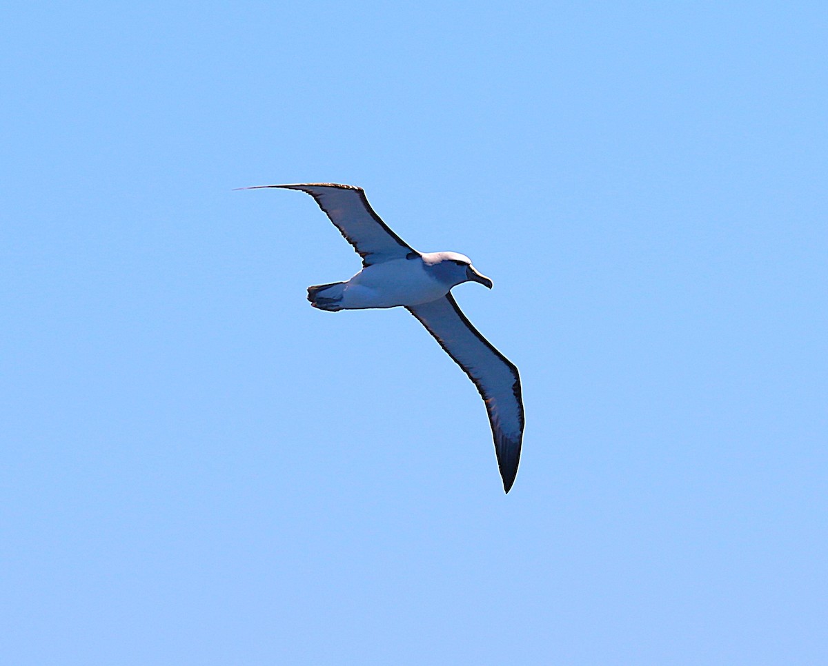 Salvin's Albatross - ML645700836