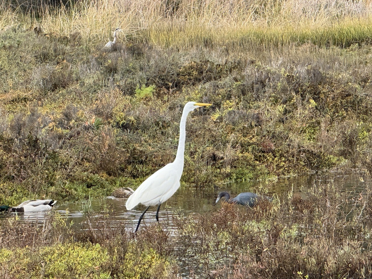 Great Egret - ML645700837