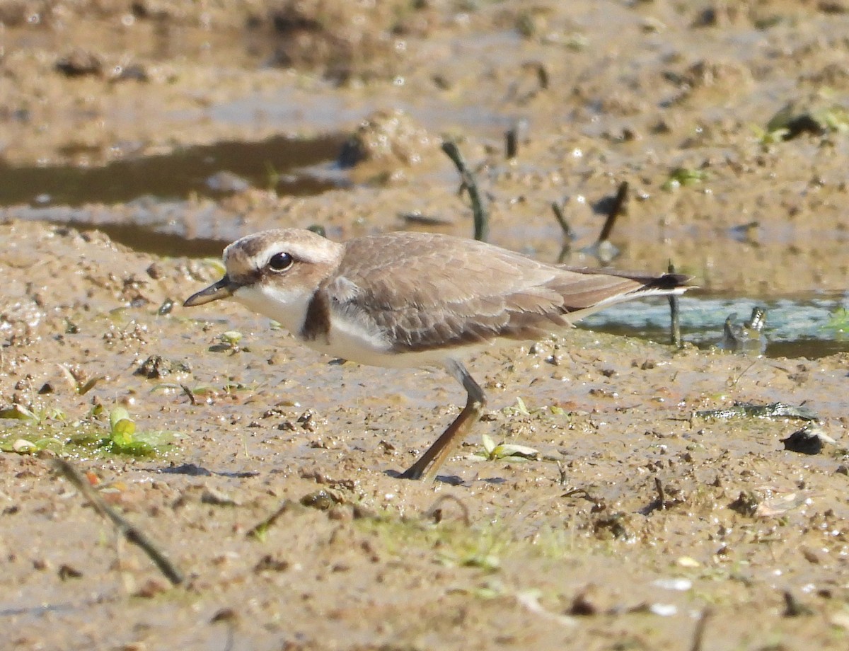 Siberian Sand-Plover - ML645700838