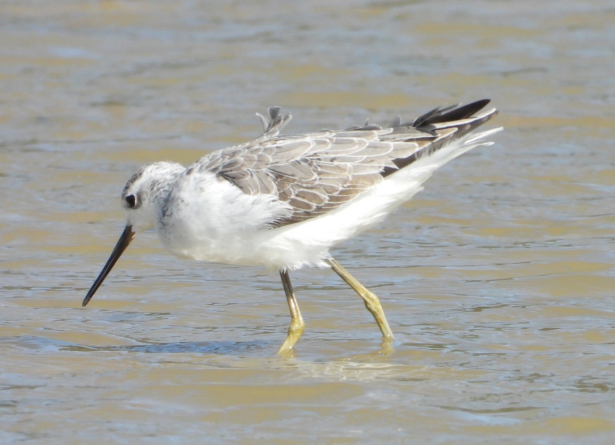 Marsh Sandpiper - ML645700839