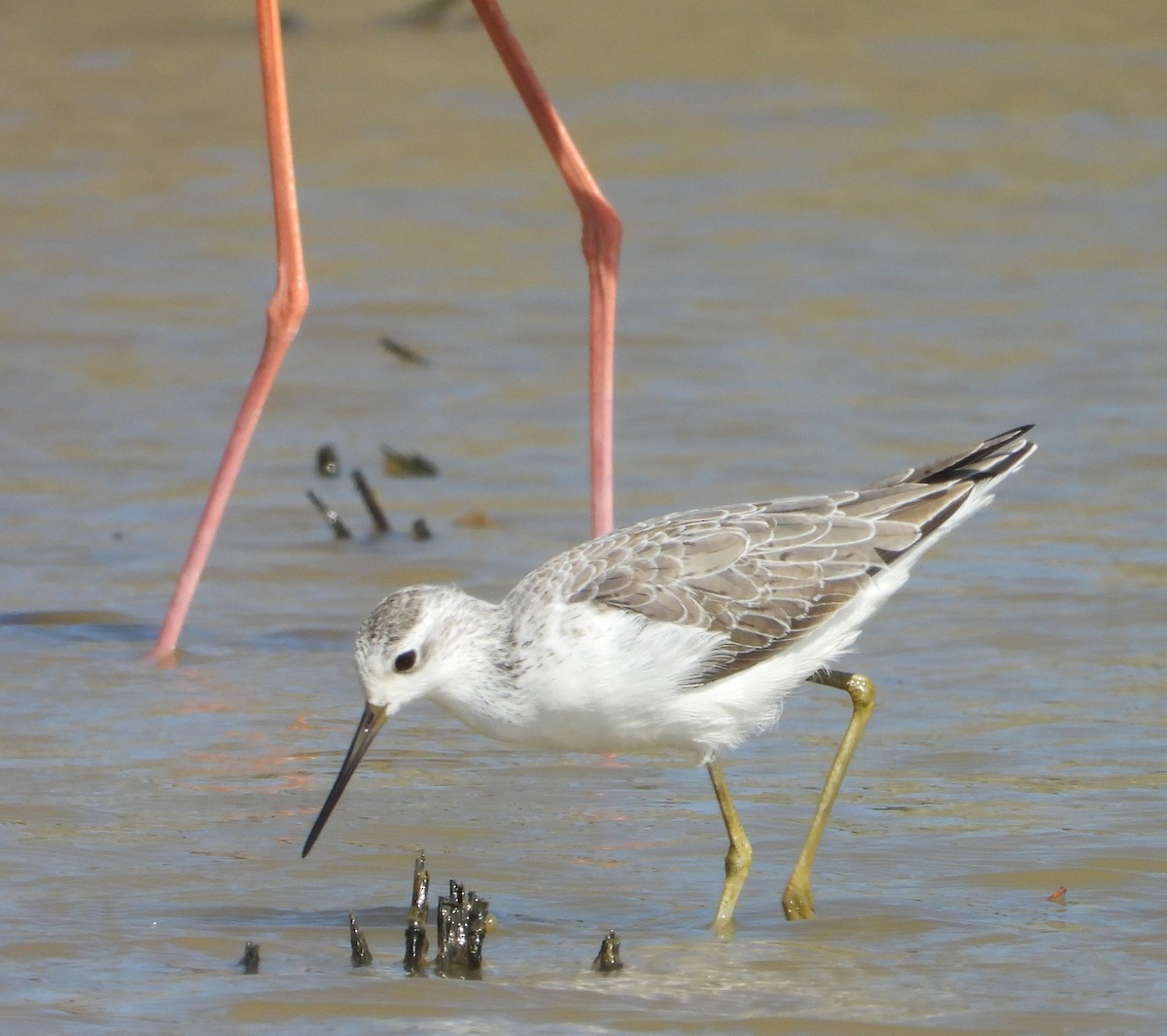 Marsh Sandpiper - ML645700840
