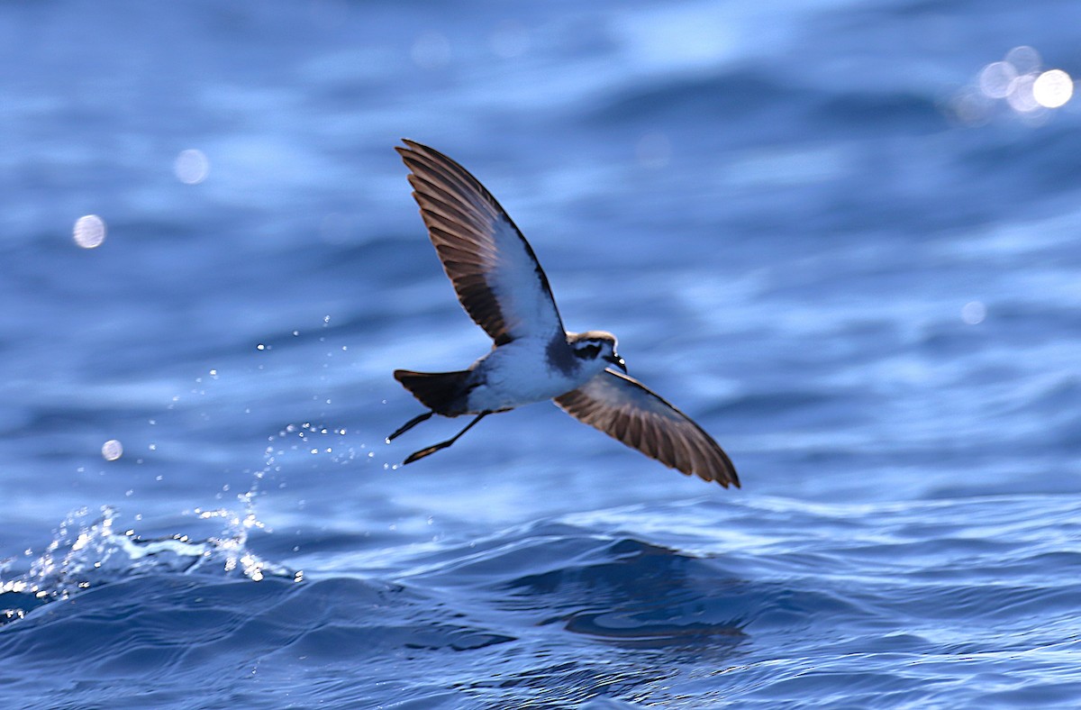 White-faced Storm-Petrel - ML645700842