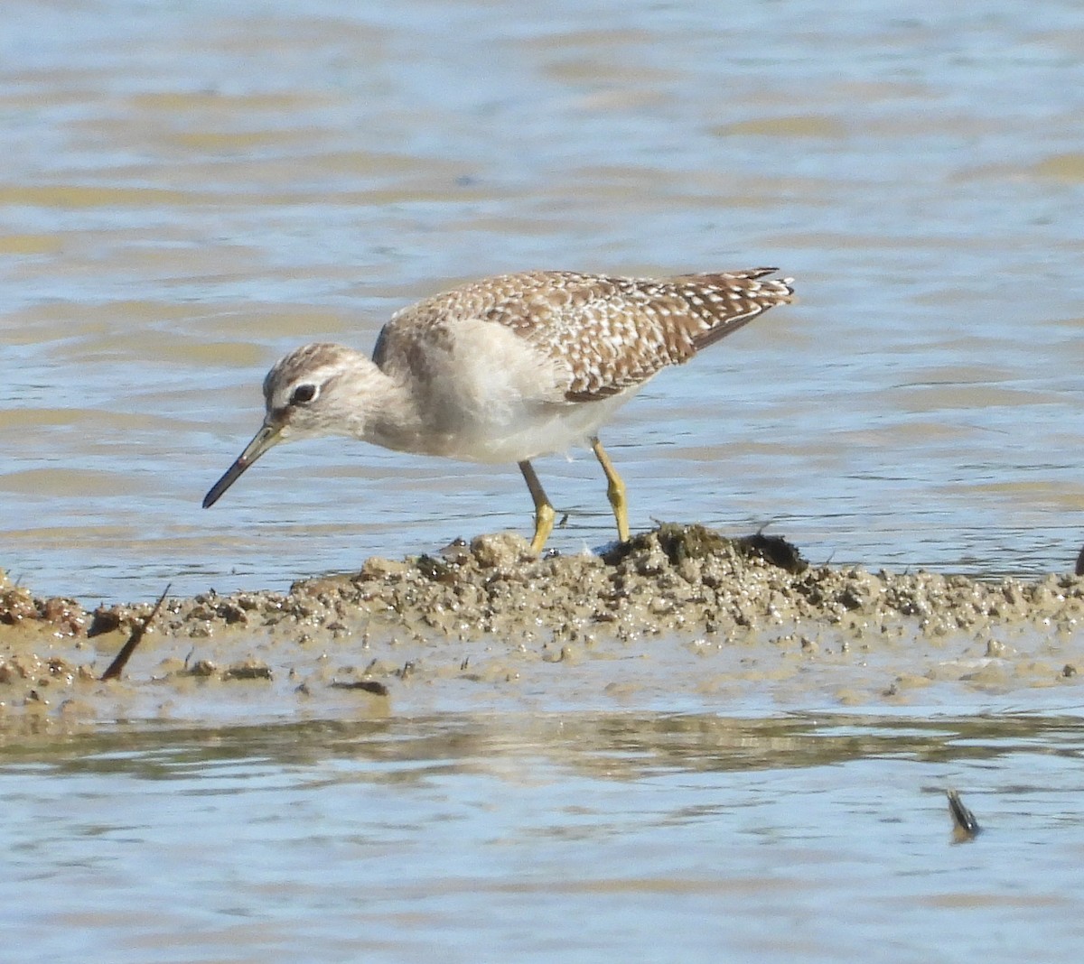 Wood Sandpiper - ML645700843