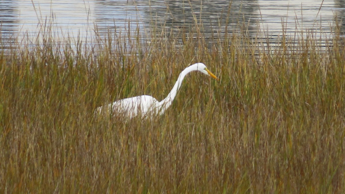 Great Egret - ML645700844