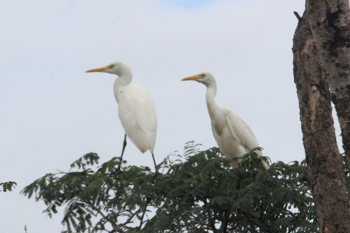 Eastern Cattle-Egret - ML645700845