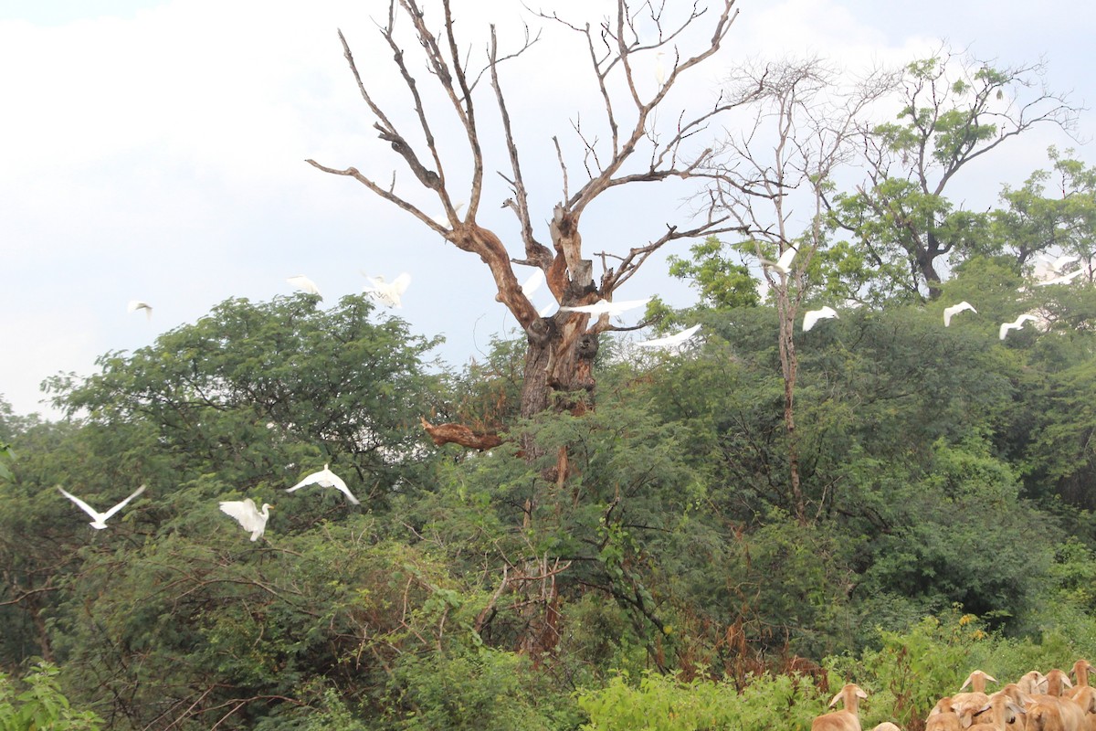 Eastern Cattle-Egret - ML645700846