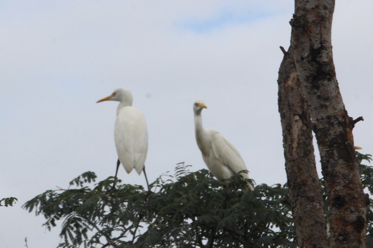 Eastern Cattle-Egret - ML645700848