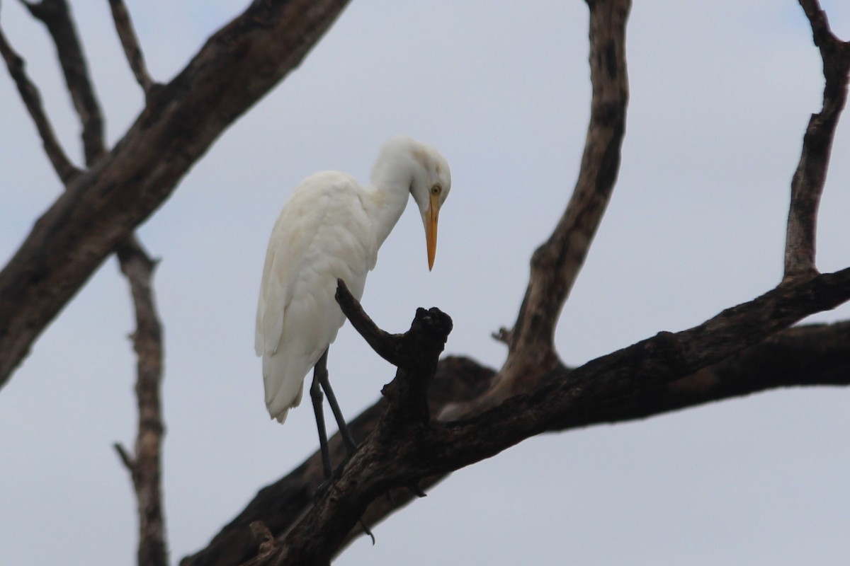 Eastern Cattle-Egret - ML645700849