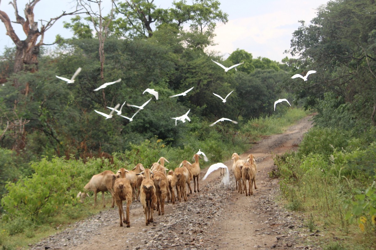 Eastern Cattle-Egret - ML645700850