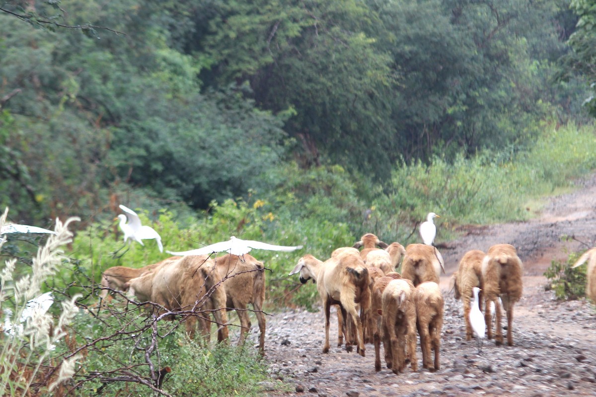 Eastern Cattle-Egret - ML645700851