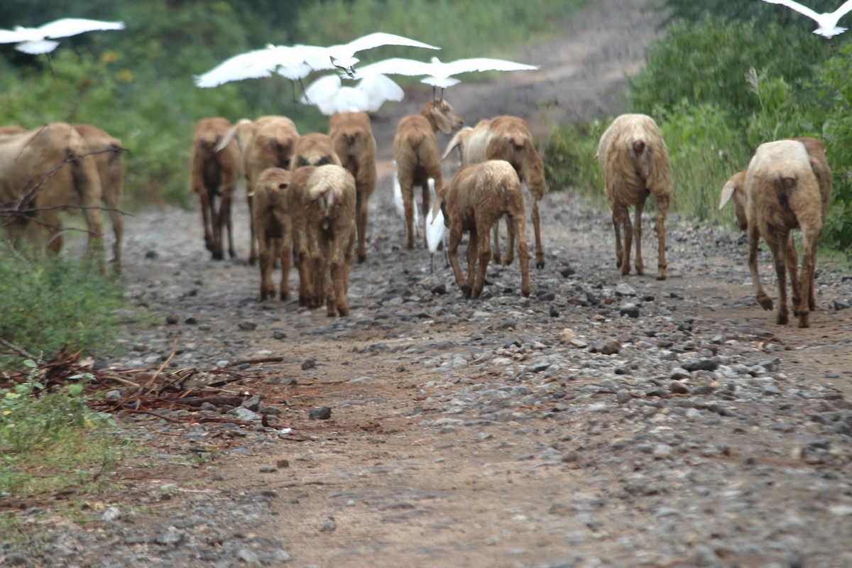 Eastern Cattle-Egret - ML645700852