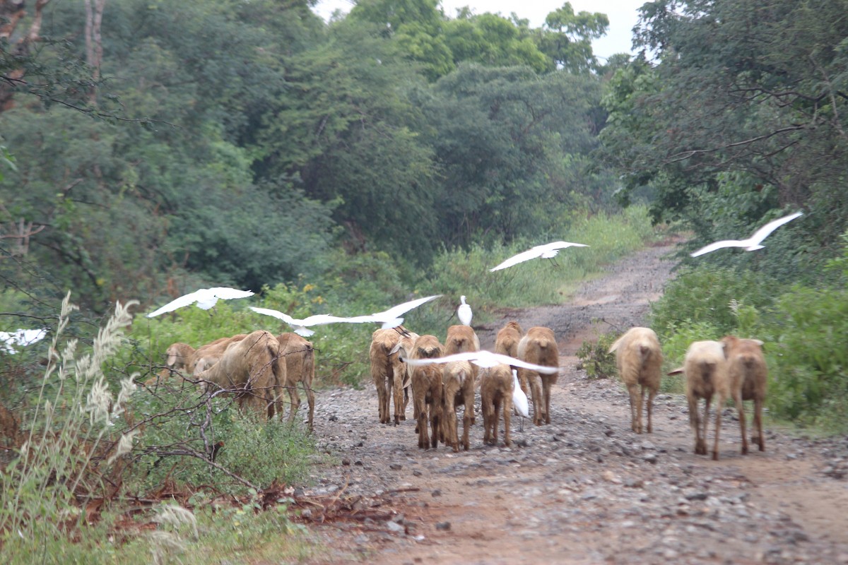 Eastern Cattle-Egret - ML645700853