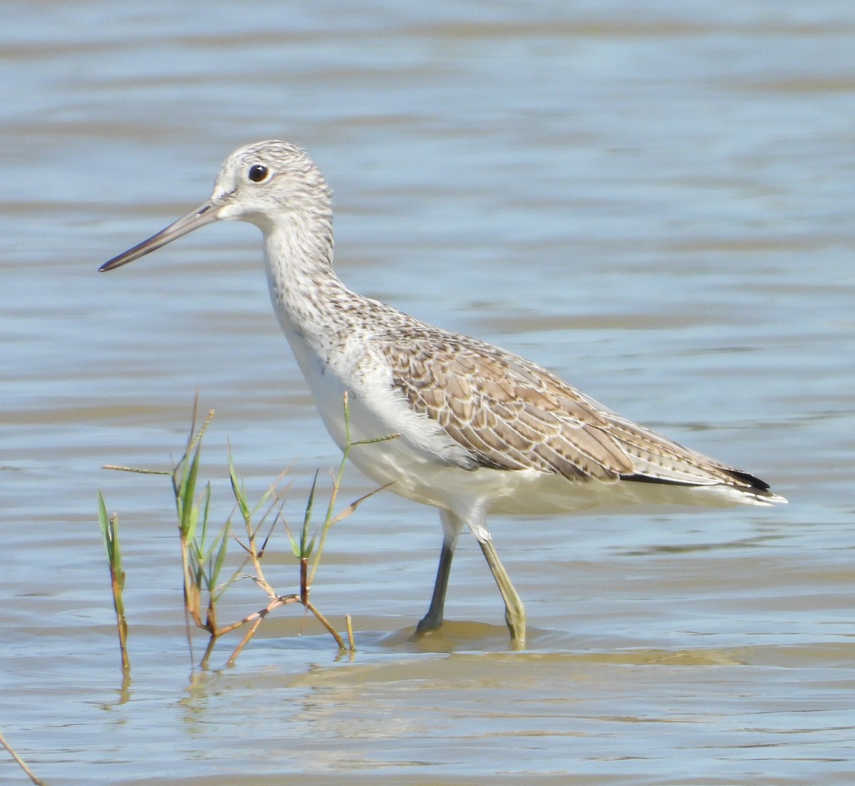 Common Greenshank - ML645700854