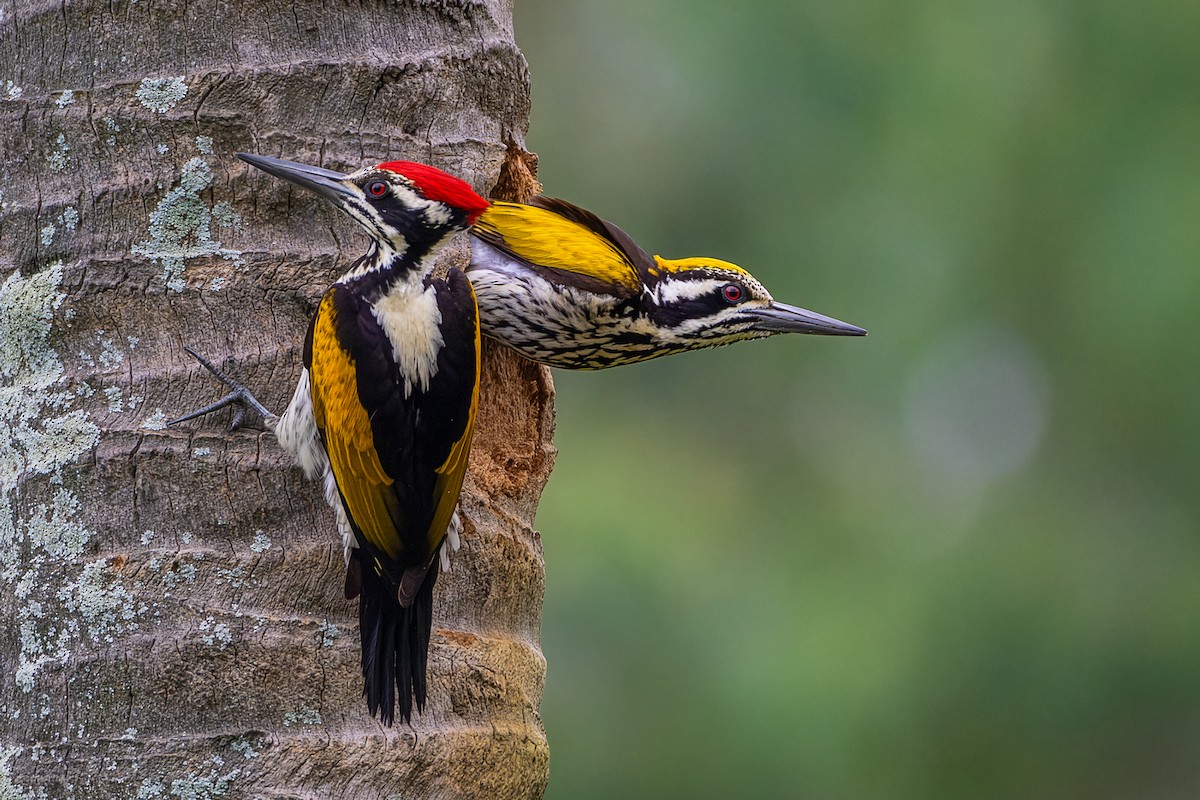 White-naped Woodpecker - ML645700855