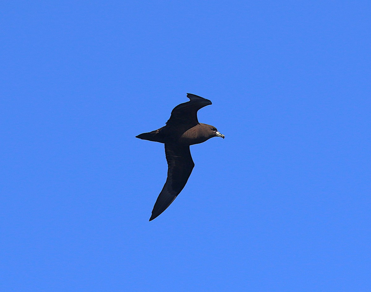 Parkinson's Petrel - ML645700856