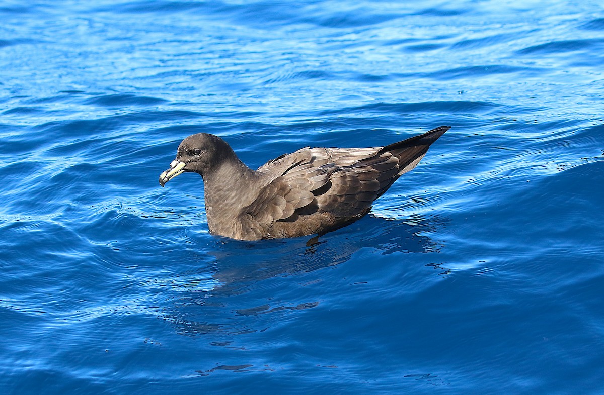 Parkinson's Petrel - ML645700857