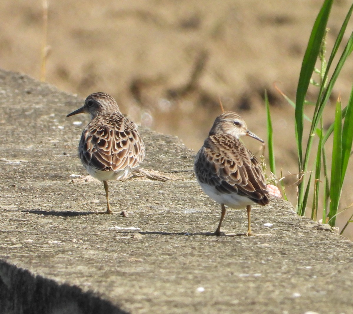 Long-toed Stint - ML645700858