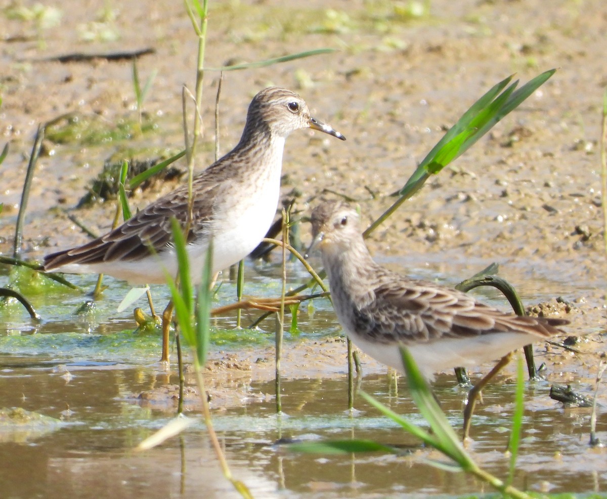 Long-toed Stint - ML645700859