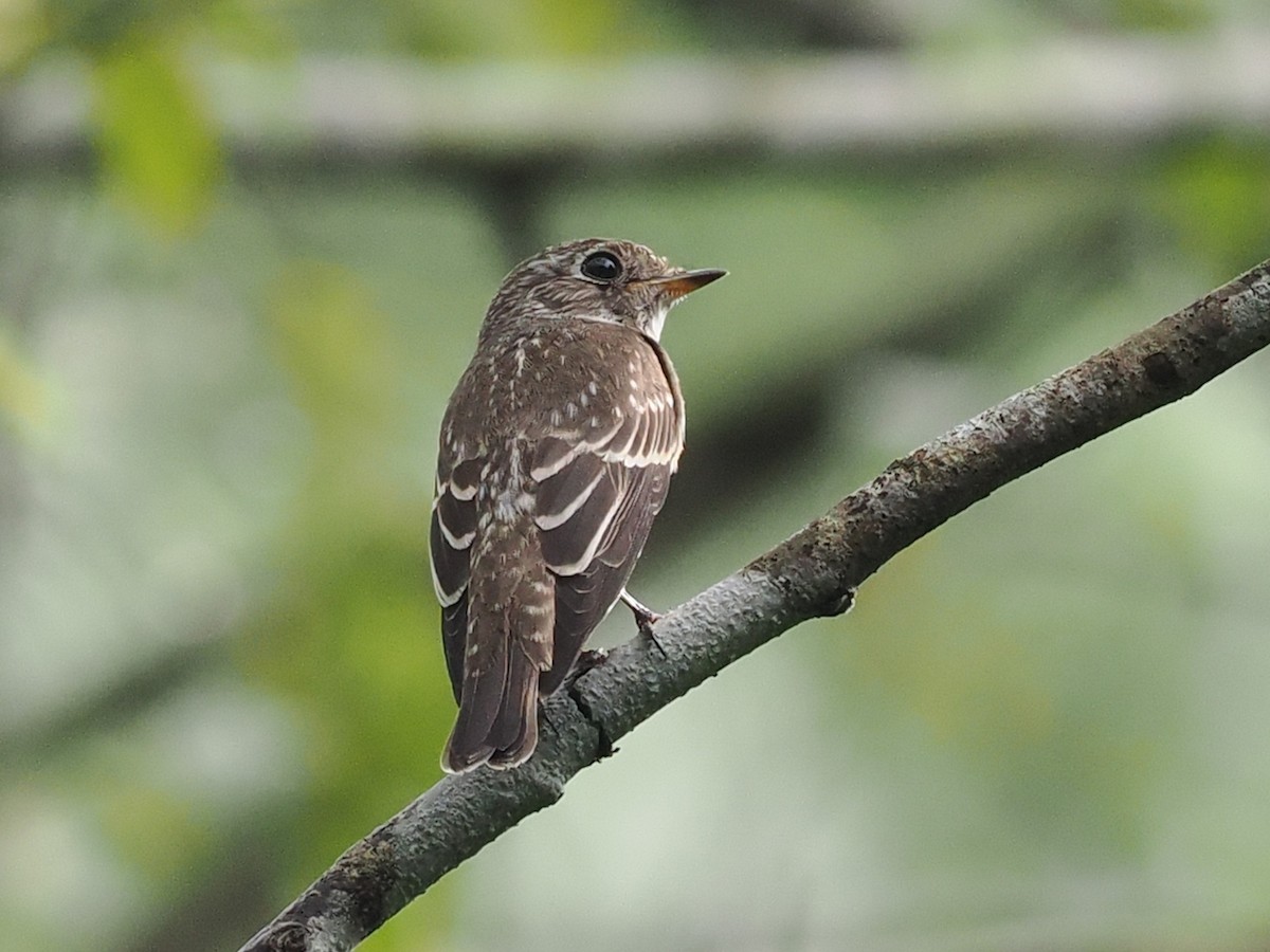 烏鶲 - ML645700860