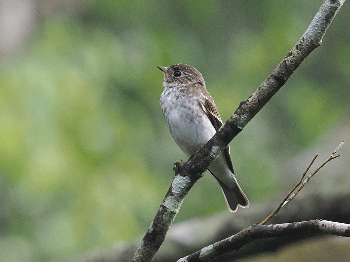 烏鶲 - ML645700862