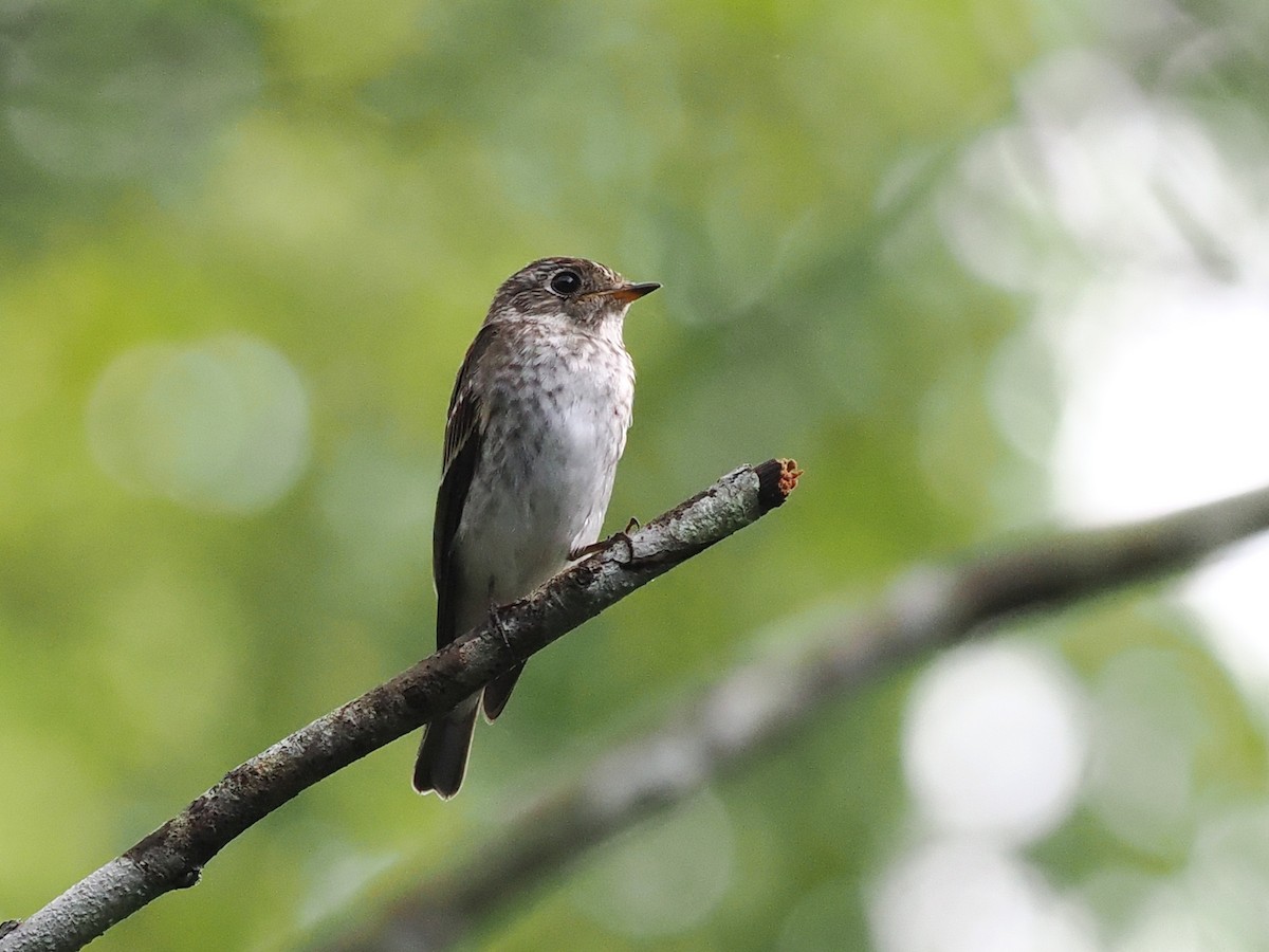 烏鶲 - ML645700863