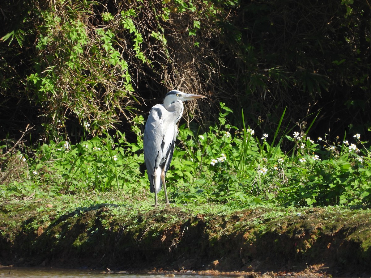 蒼鷺 - ML645700864