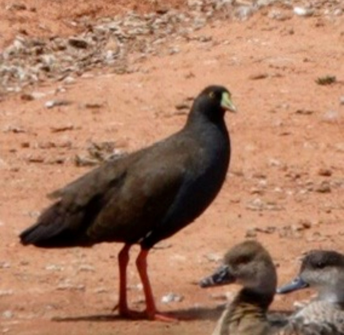 Black-tailed Nativehen - ML645700865