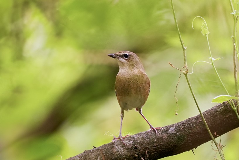 野鴝 - ML645700866