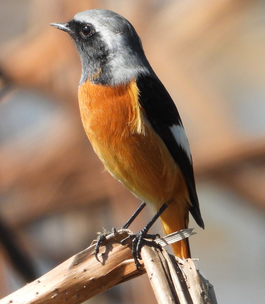 黃尾鴝 - ML645700867