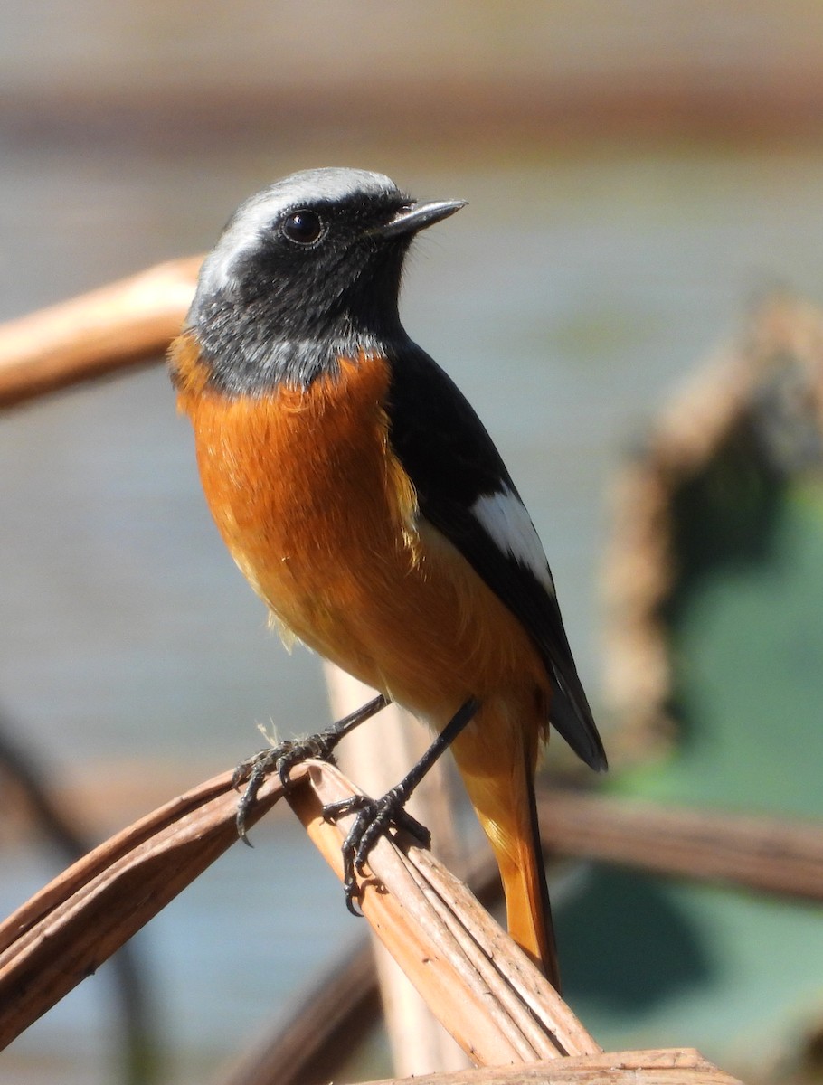 黃尾鴝 - ML645700868