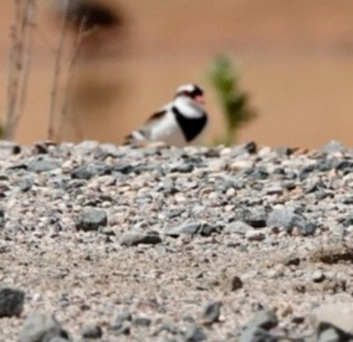 Black-fronted Dotterel - ML645700869
