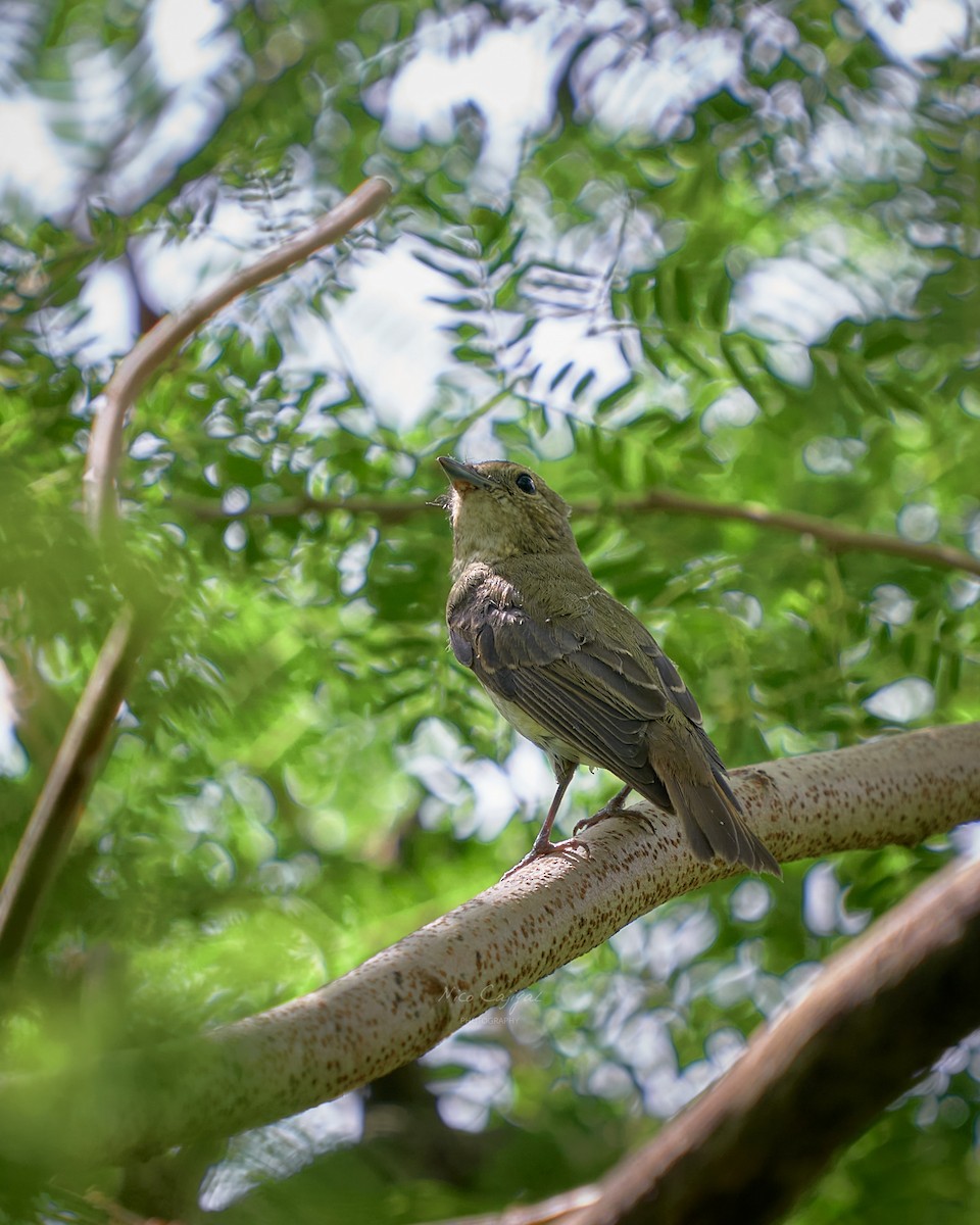 黃眉黃鶲 - ML645700870