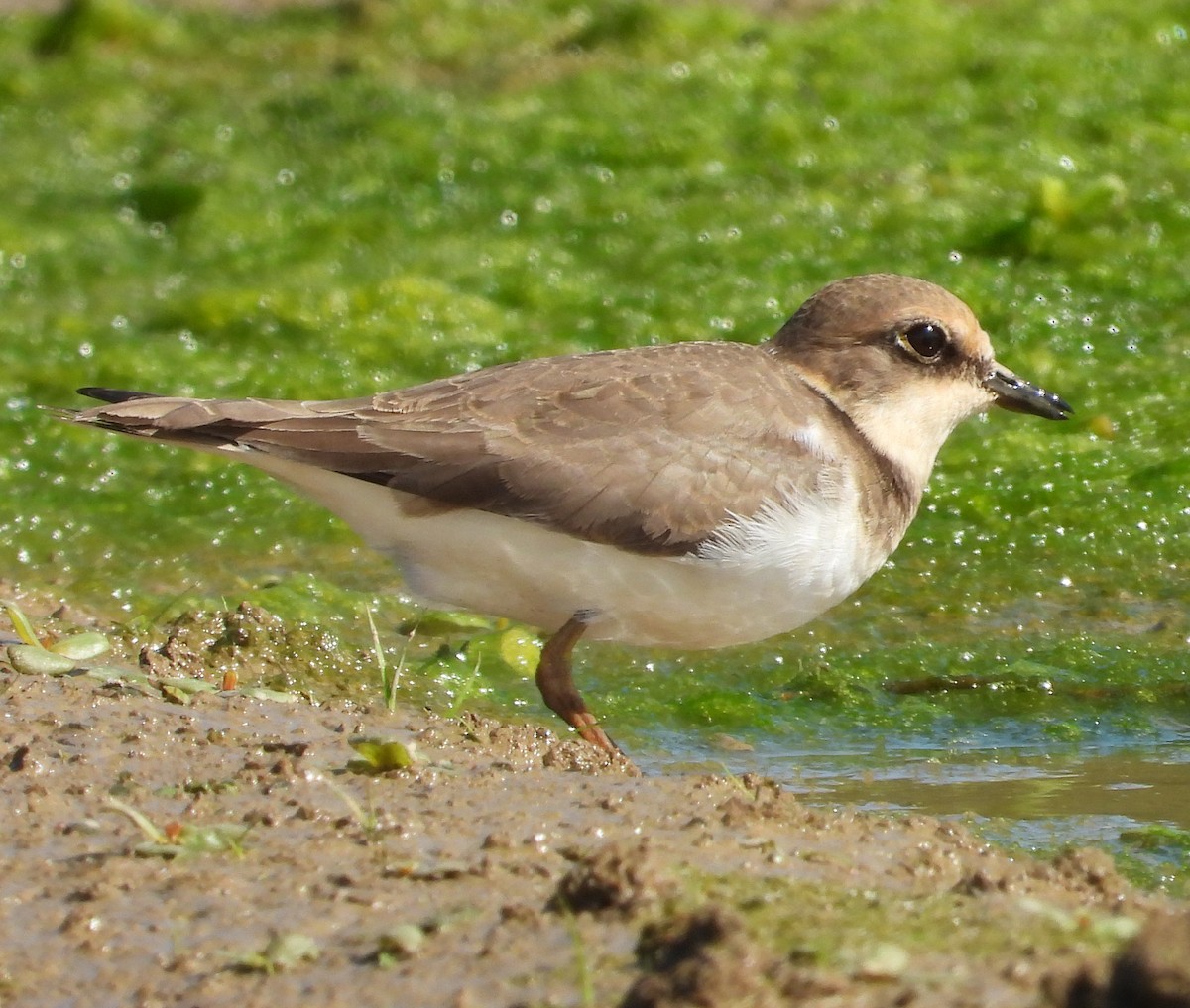小環頸鴴 - ML645700871