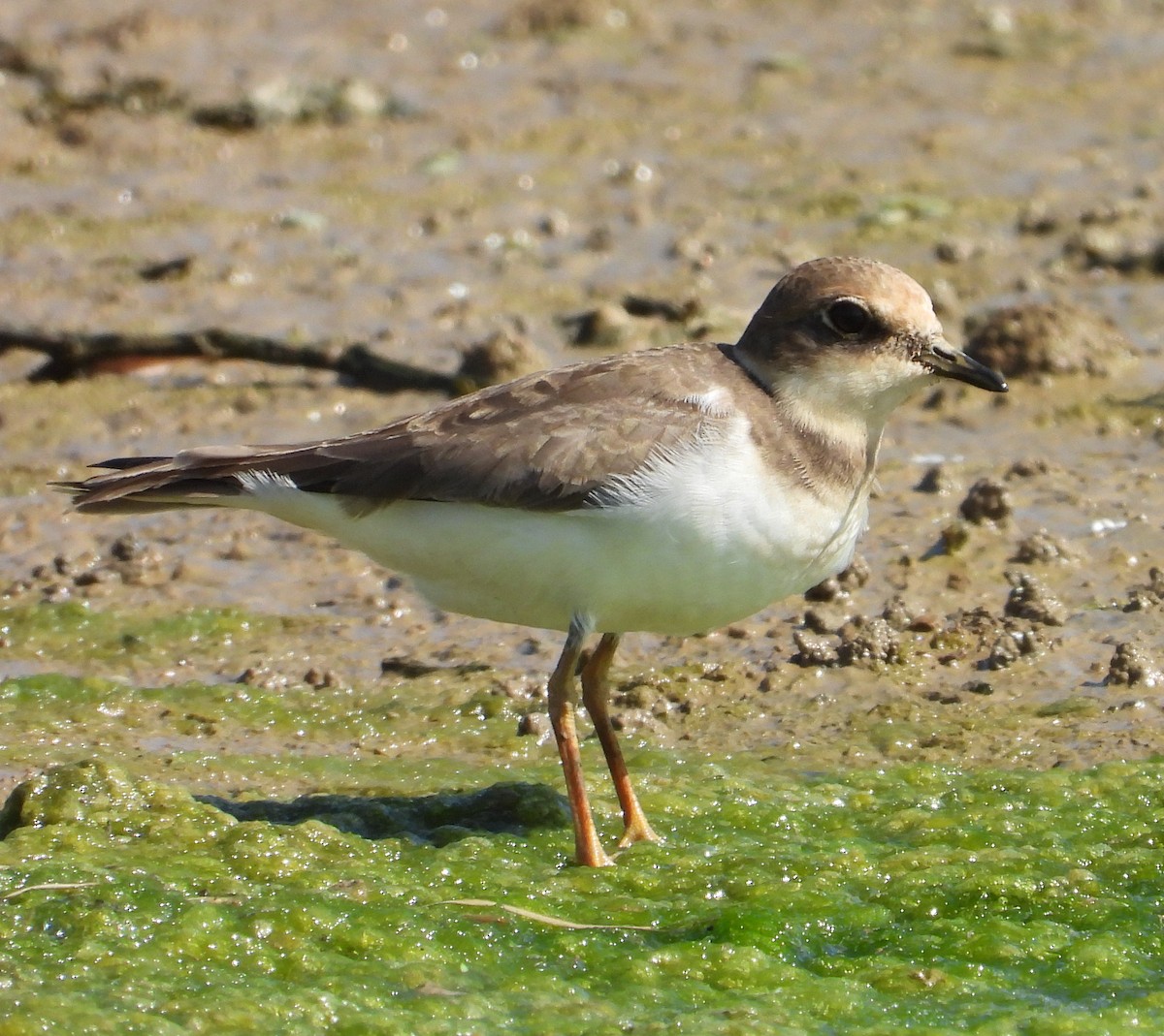 小環頸鴴 - ML645700872