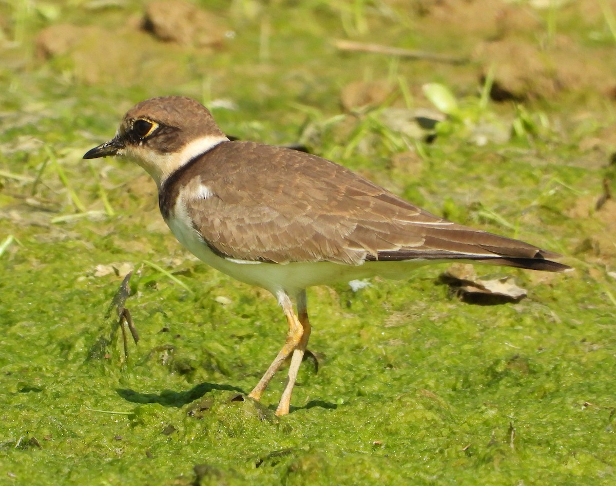 小環頸鴴 - ML645700873