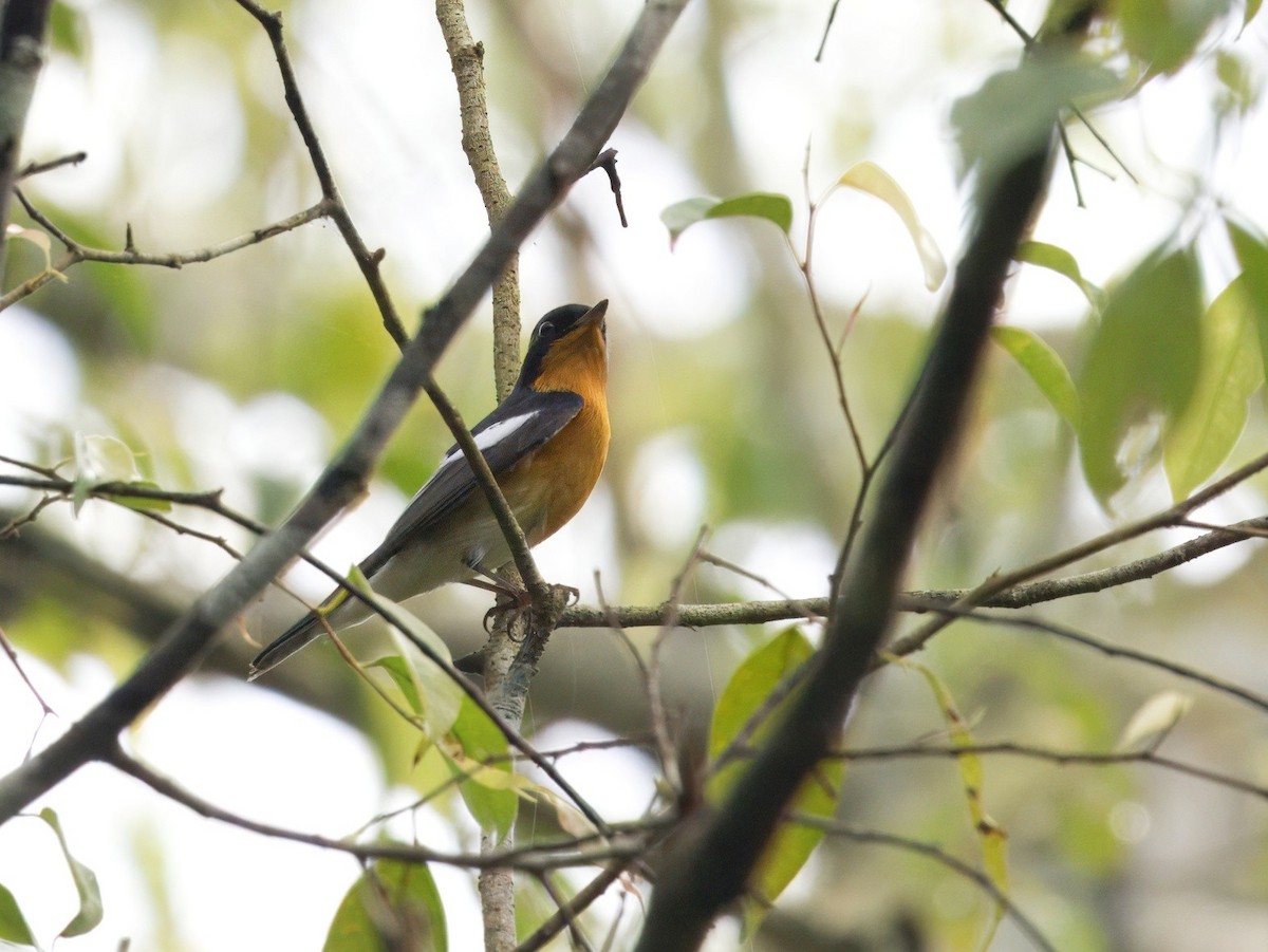 白眉黃鶲 - ML645700874