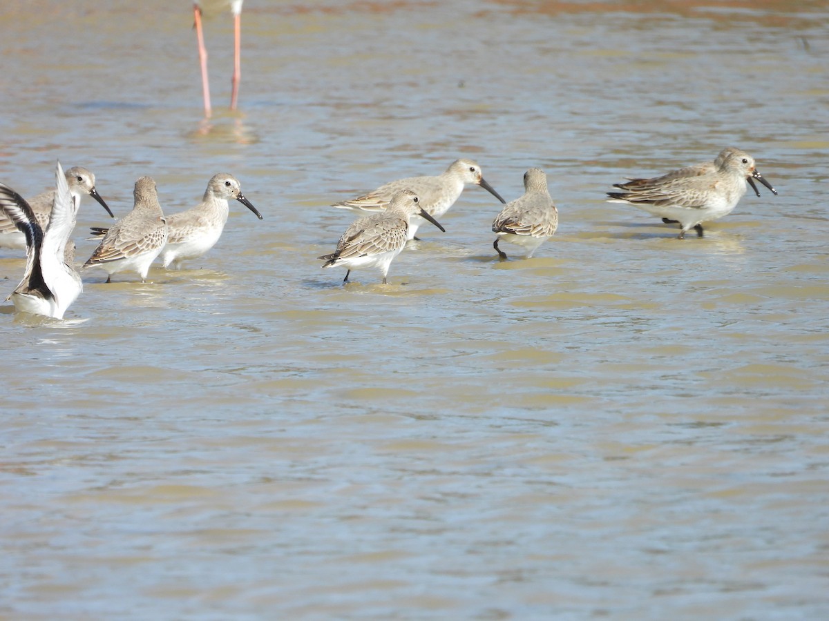 黑腹濱鷸 - ML645700875