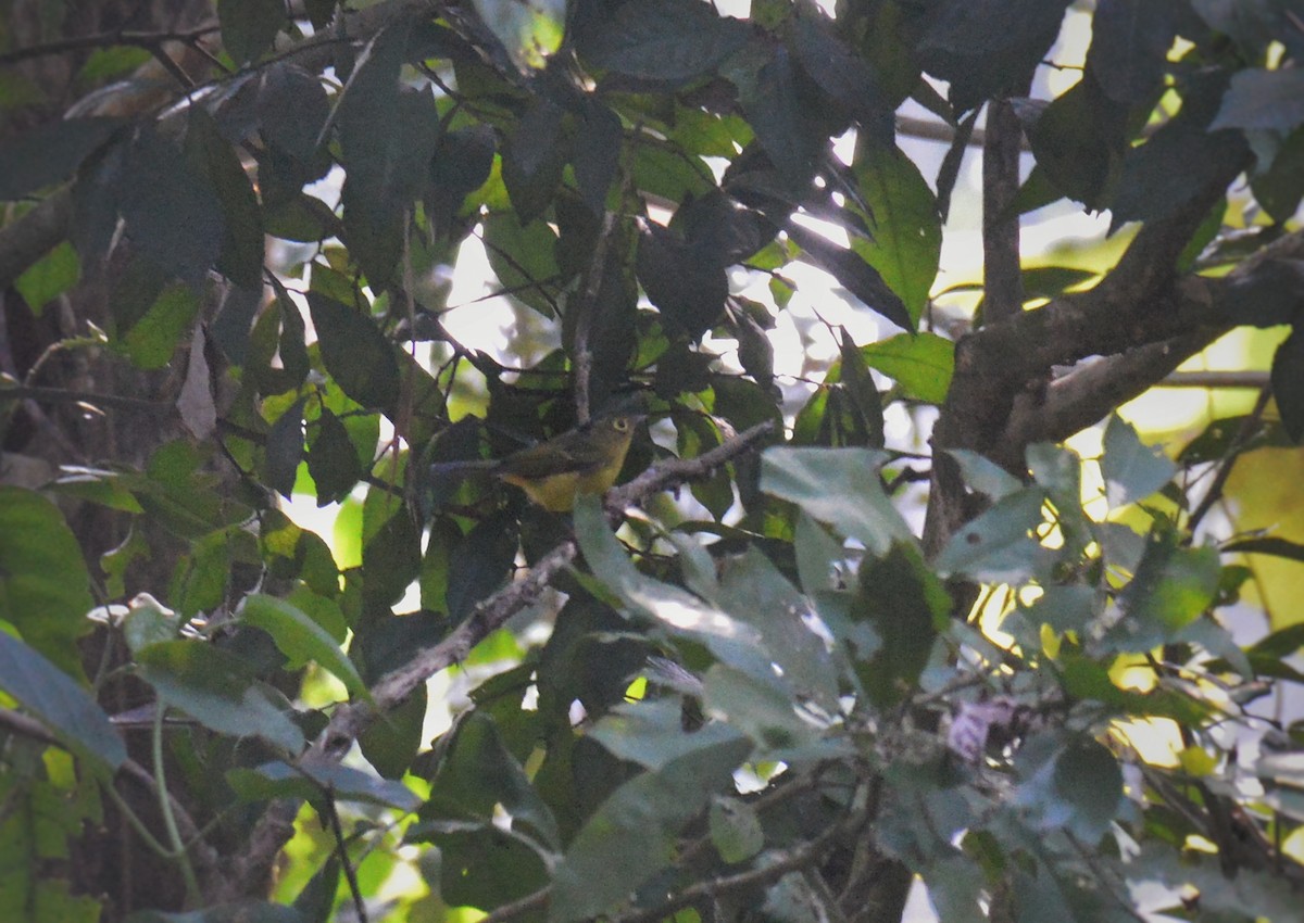 White-spectacled Warbler - ML645700876