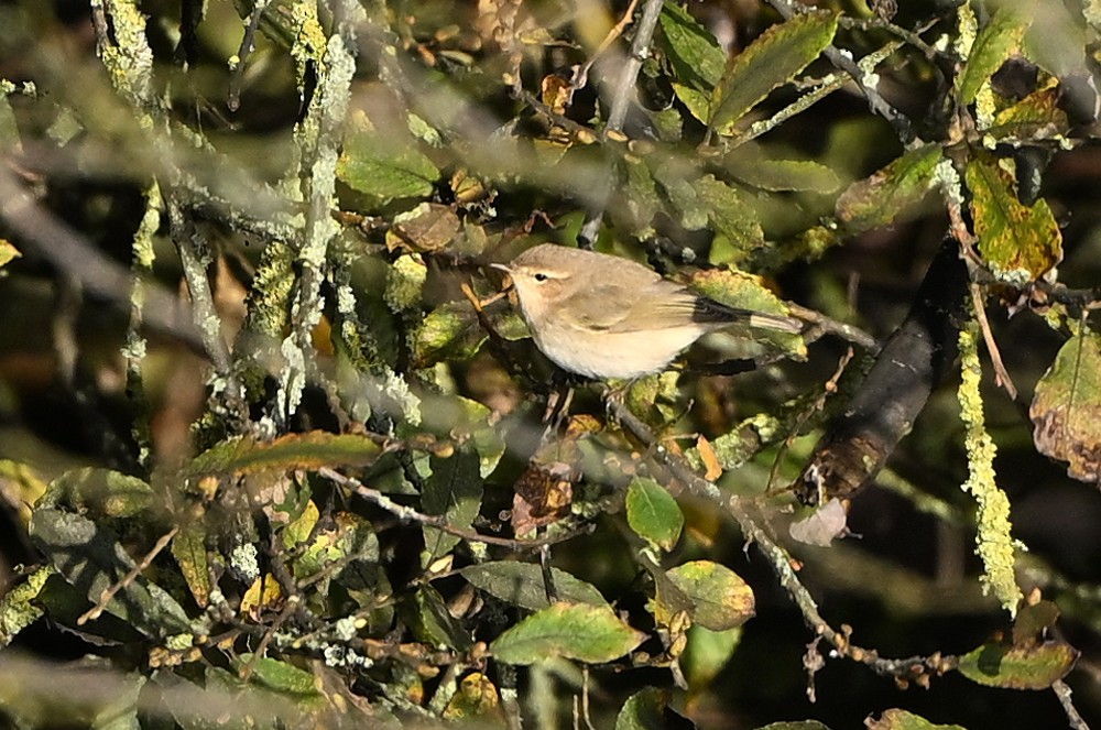 Common Chiffchaff (Siberian) - ML645700877