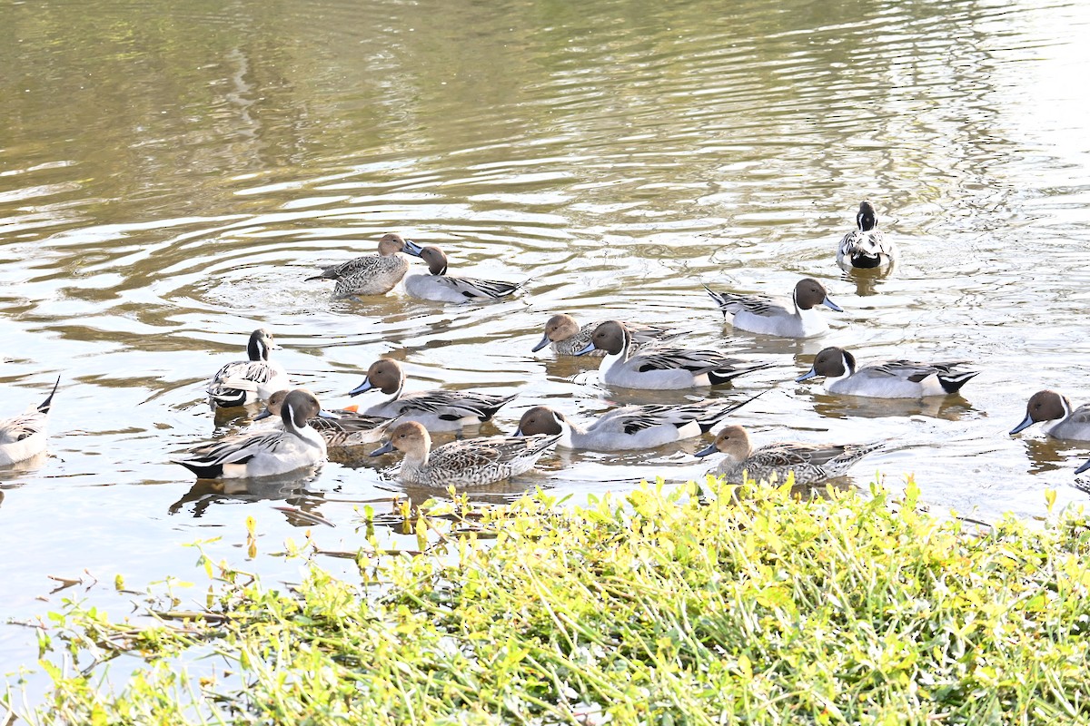 尖尾鴨 - ML645700878