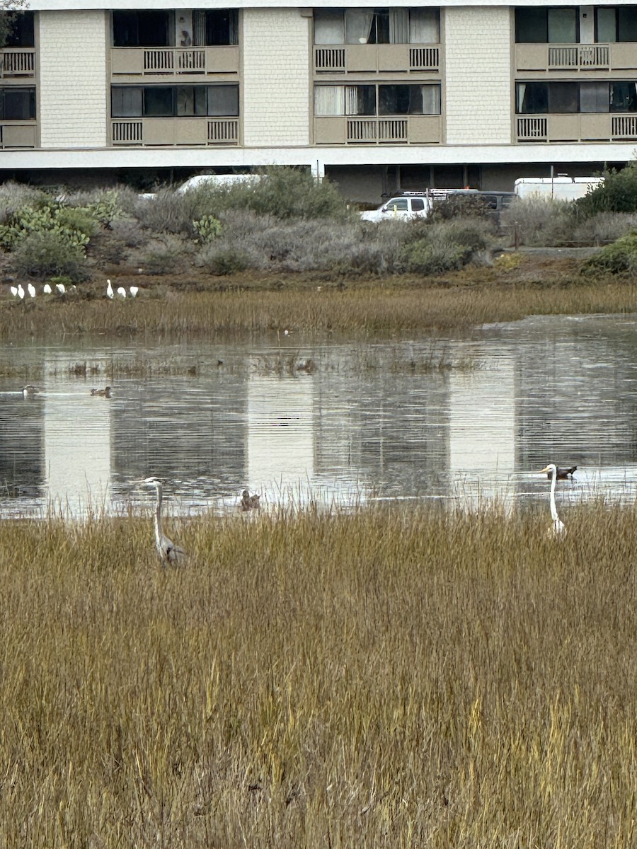 Great Blue Heron - ML645700879