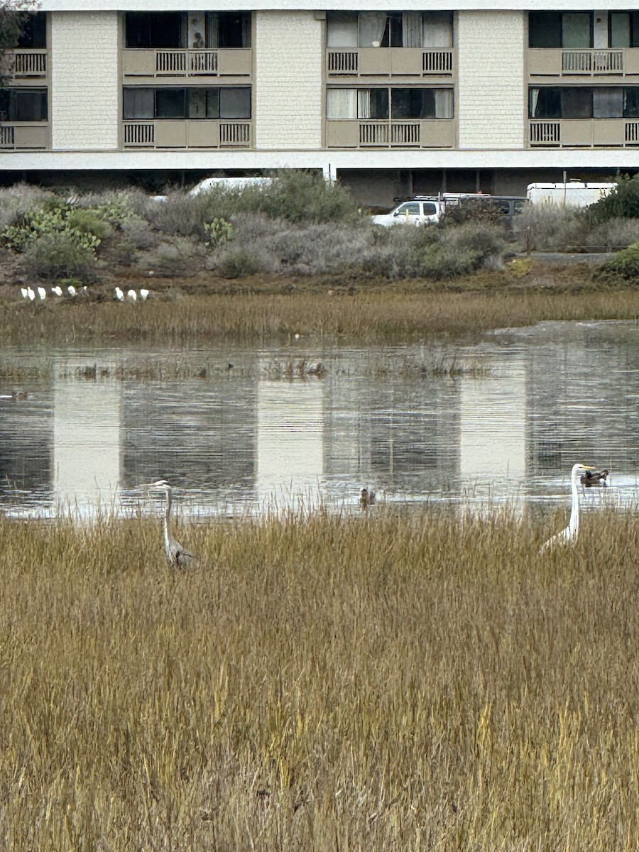 Great Blue Heron - ML645700880